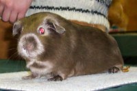 /album/les-races-de-cochons-dindes/upl-satin-jpg/